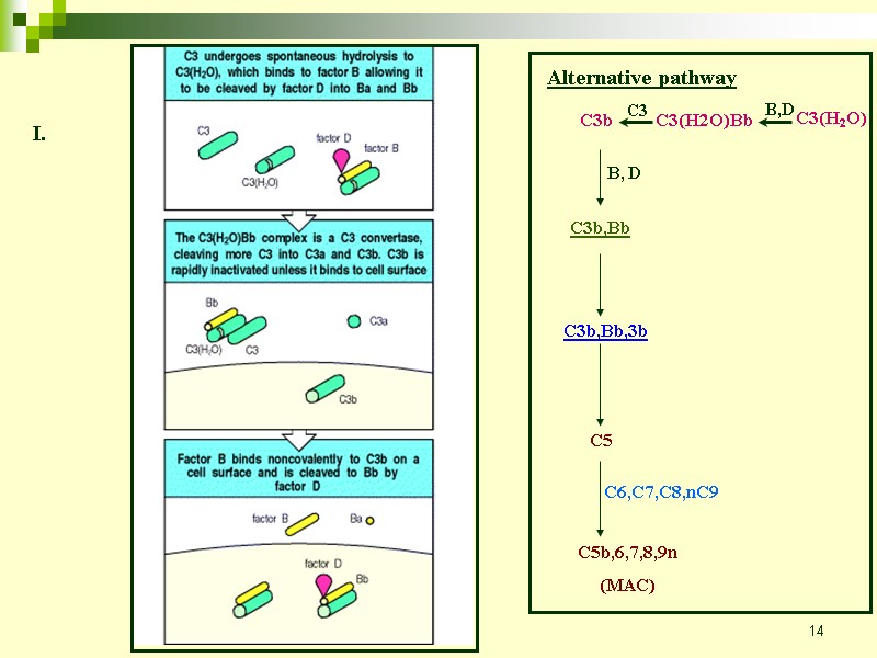 14 Alternative pathway C3(H2O) B,D C3(H2O)Bb C3 C3b B, D C3b,Bb C3b,Bb,3b C5 C5b,6,7,8,9n